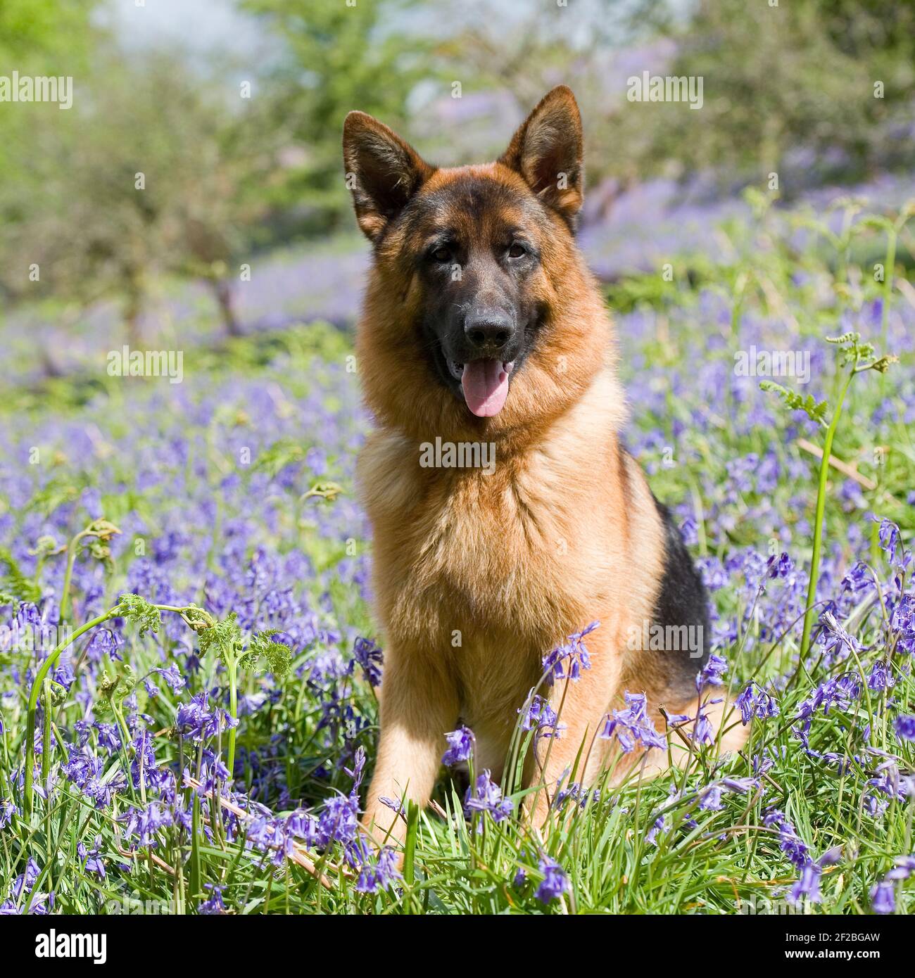 GSD, german shepherd dog Stock Photo