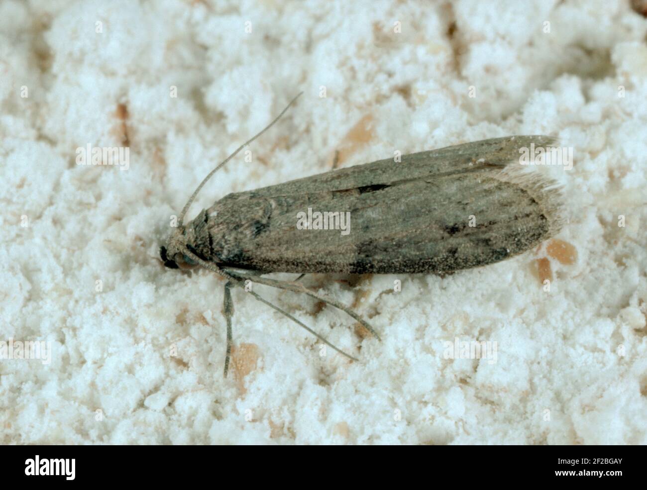 Tropical warehouse moth or almond moth (Ephestia cautella) a pest of stored grain and cereal products on cereal debris Stock Photo
