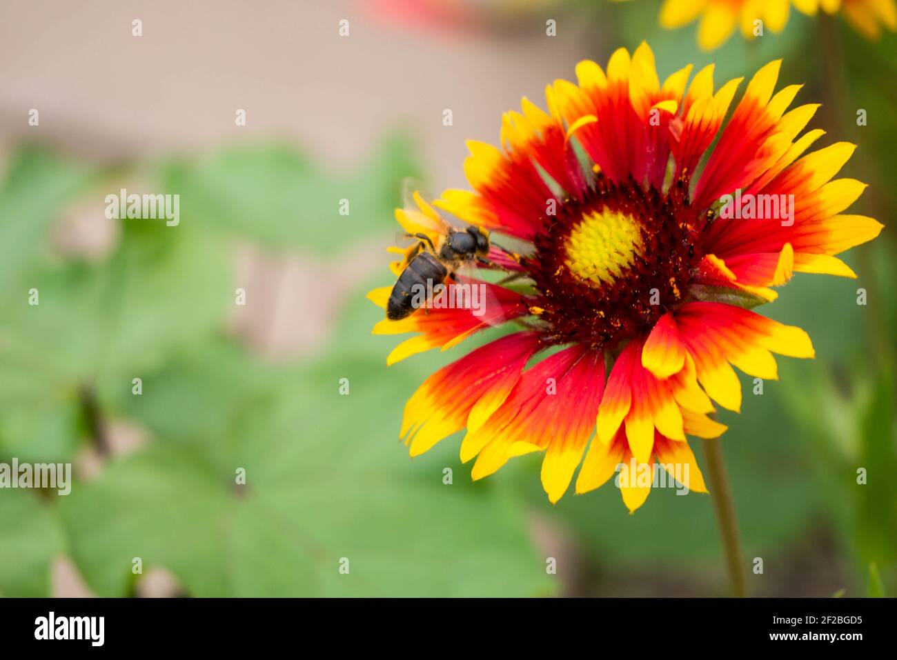 A Large Black Bee Sits On A Red yellow Flower And Flaps Its Wings A large black bee sits on a red yellow flower and flaps its wings