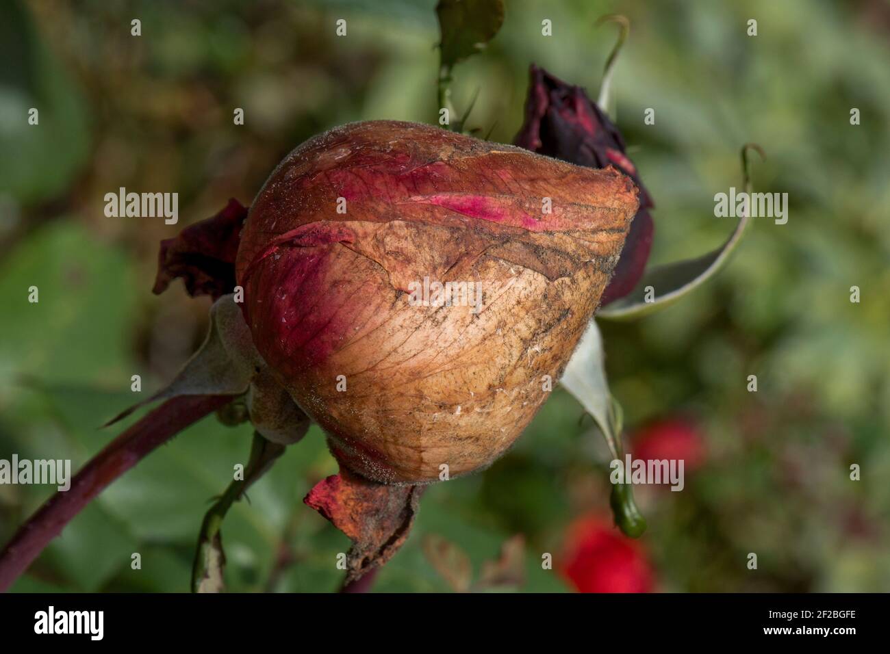 Grey mould (Botrytis cinerea) developing around the opening flower of a rose in damp or wet weather, Berkshire, October Stock Photo