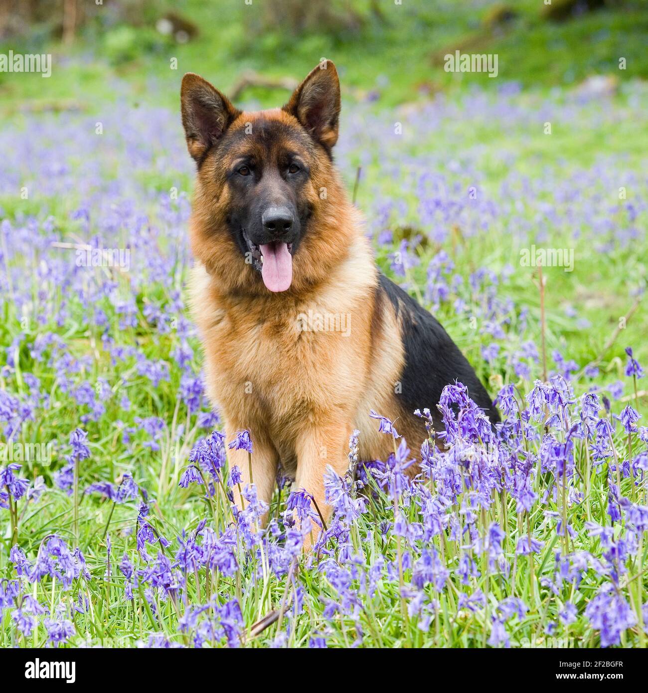 german shepherd dog, GSD Stock Photo - Alamy