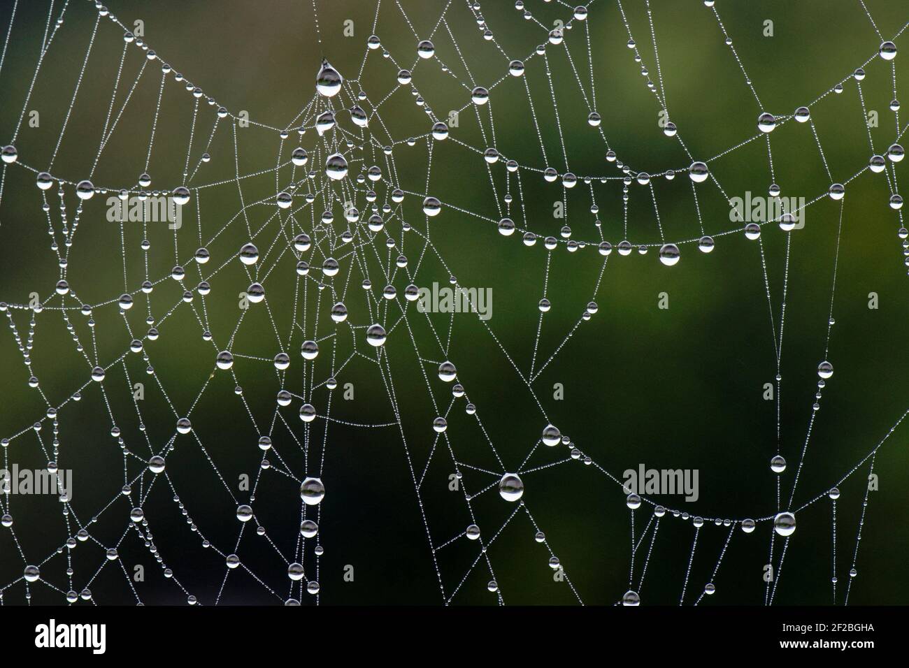 Droplets forned by an early morning mist on the delicate gossamer threads of an orb web spider's web, Berkshire, February Stock Photo
