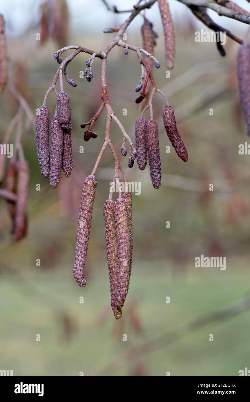 Alder (Alnus glutinosa) unopened purple tinged male catkins with smaller unopened female catkins in late winter, February Stock Photo