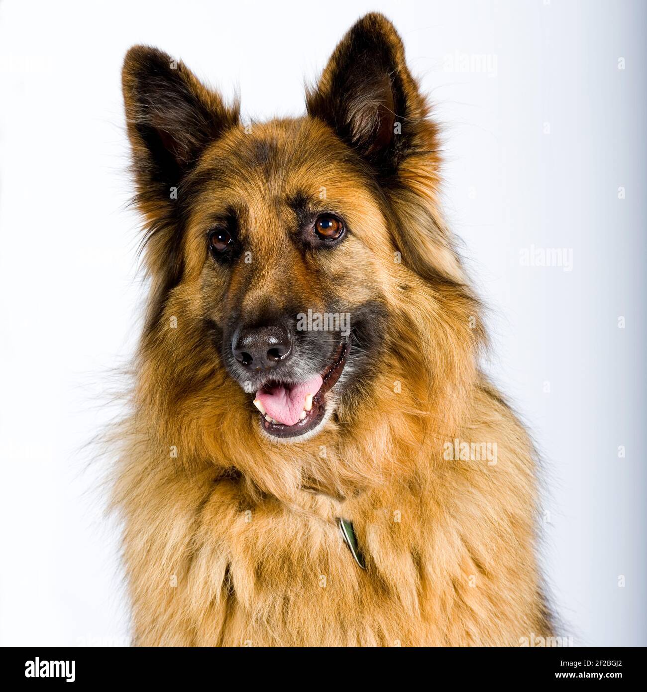 german shepherd dog, studio Stock Photo