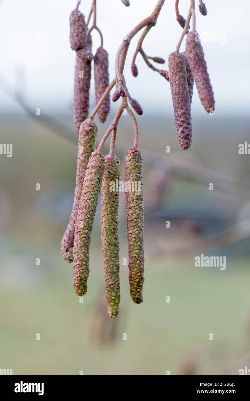 Alder (Alnus glutinosa) unopened purple tinged male catkins with smaller unopened female catkins in late winter, February Stock Photo