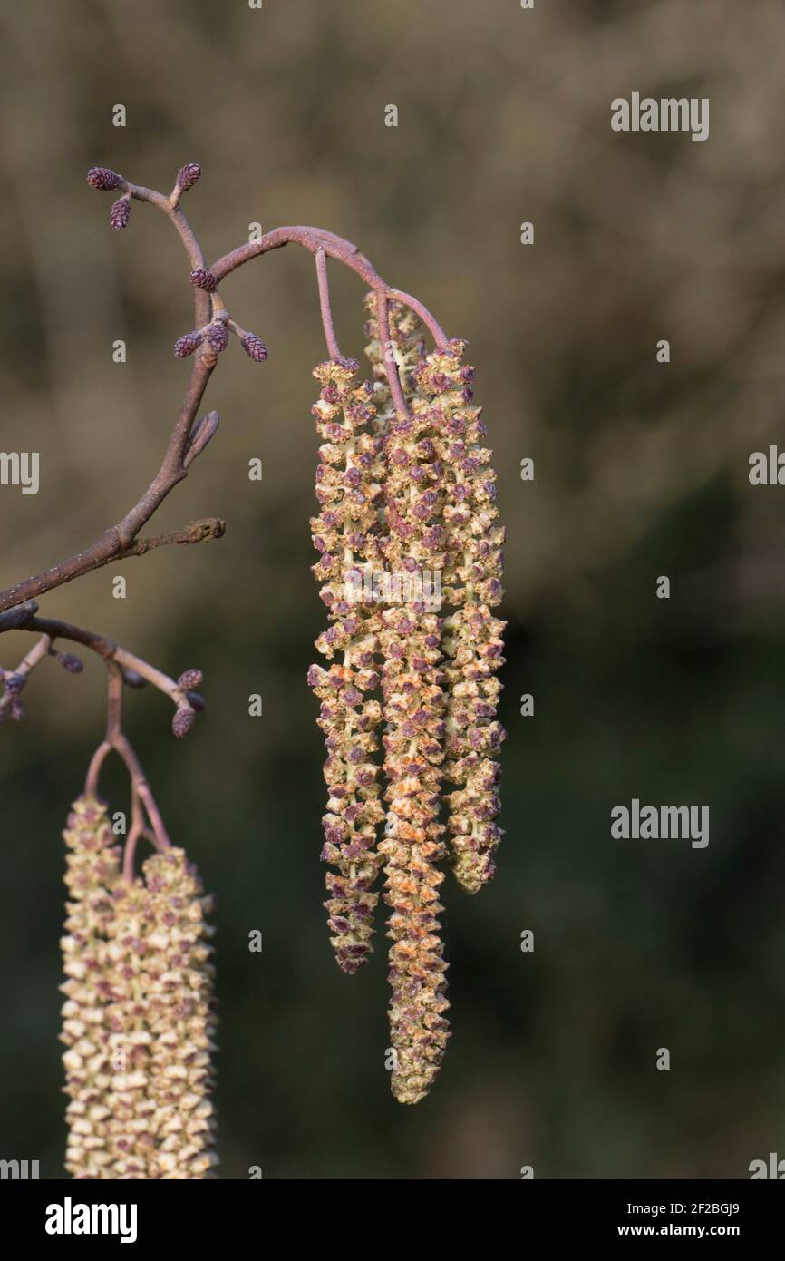 Alder (Alnus glutinosa) open purple tinged pendulous male catkins with smaller female catkins in late winter, March Stock Photo