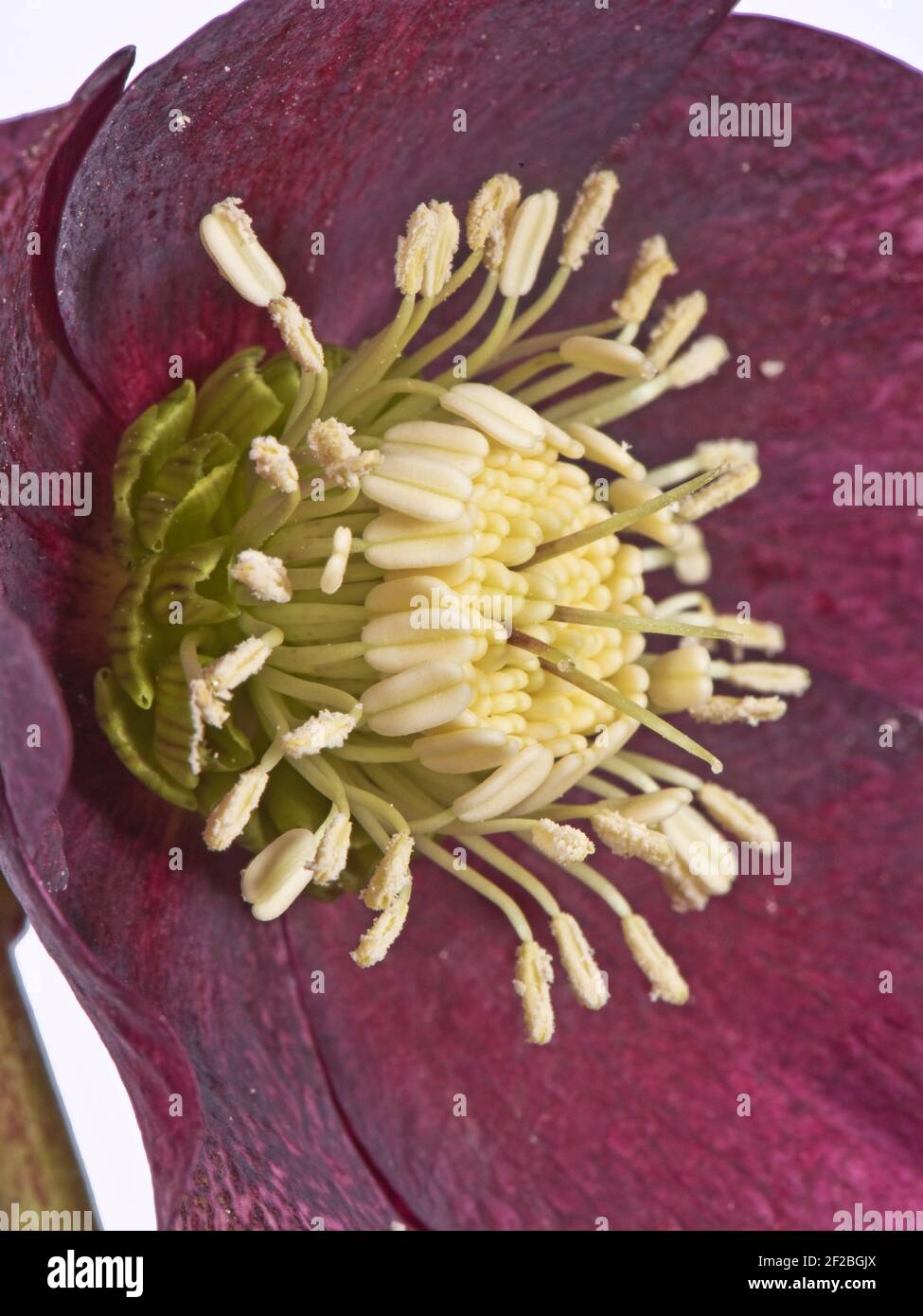 Lenten rose (Helleborus x hybridus) red flower of an ornamental garden perennial herbaceous plant showing typical structure of flowering Ranunculaceae Stock Photo