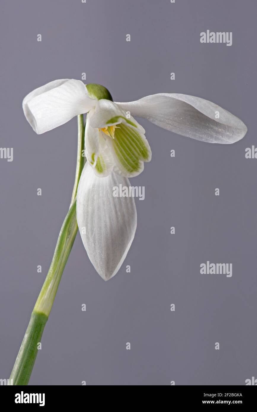 Single snowdrop (Galanthus vivalis) flower showing green veined inner and white outer perianth with six tepals, against a neutral background. Stock Photo