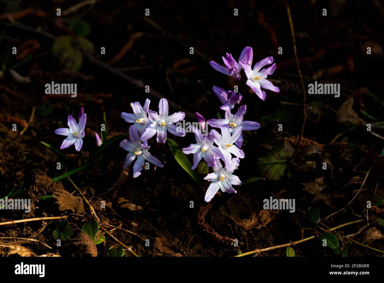 The flowers of squill 'Pink Giant' (Scilla 'Pink Giant') Stock Photo