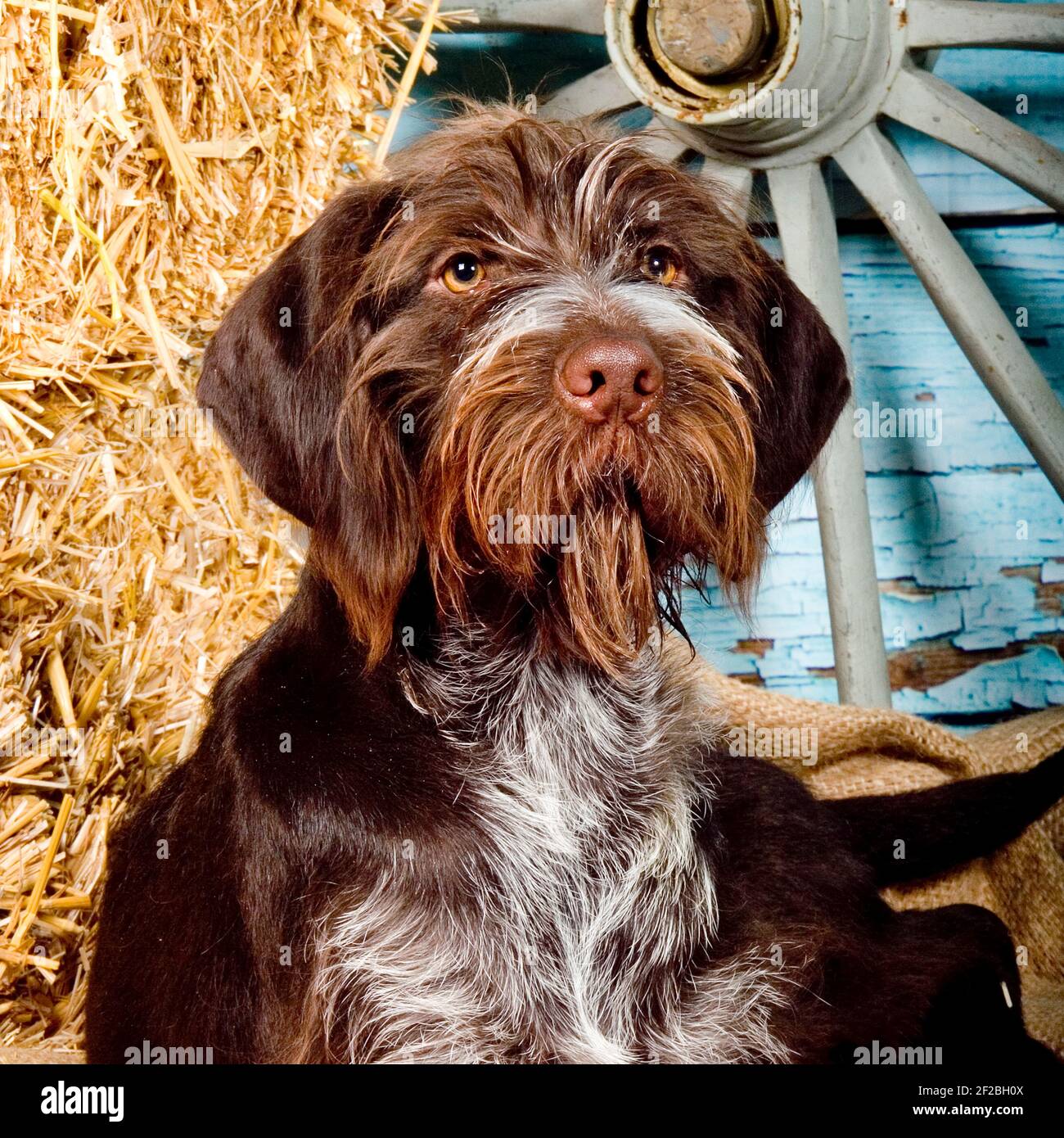 german wirehaired pointer, GWP Stock Photo