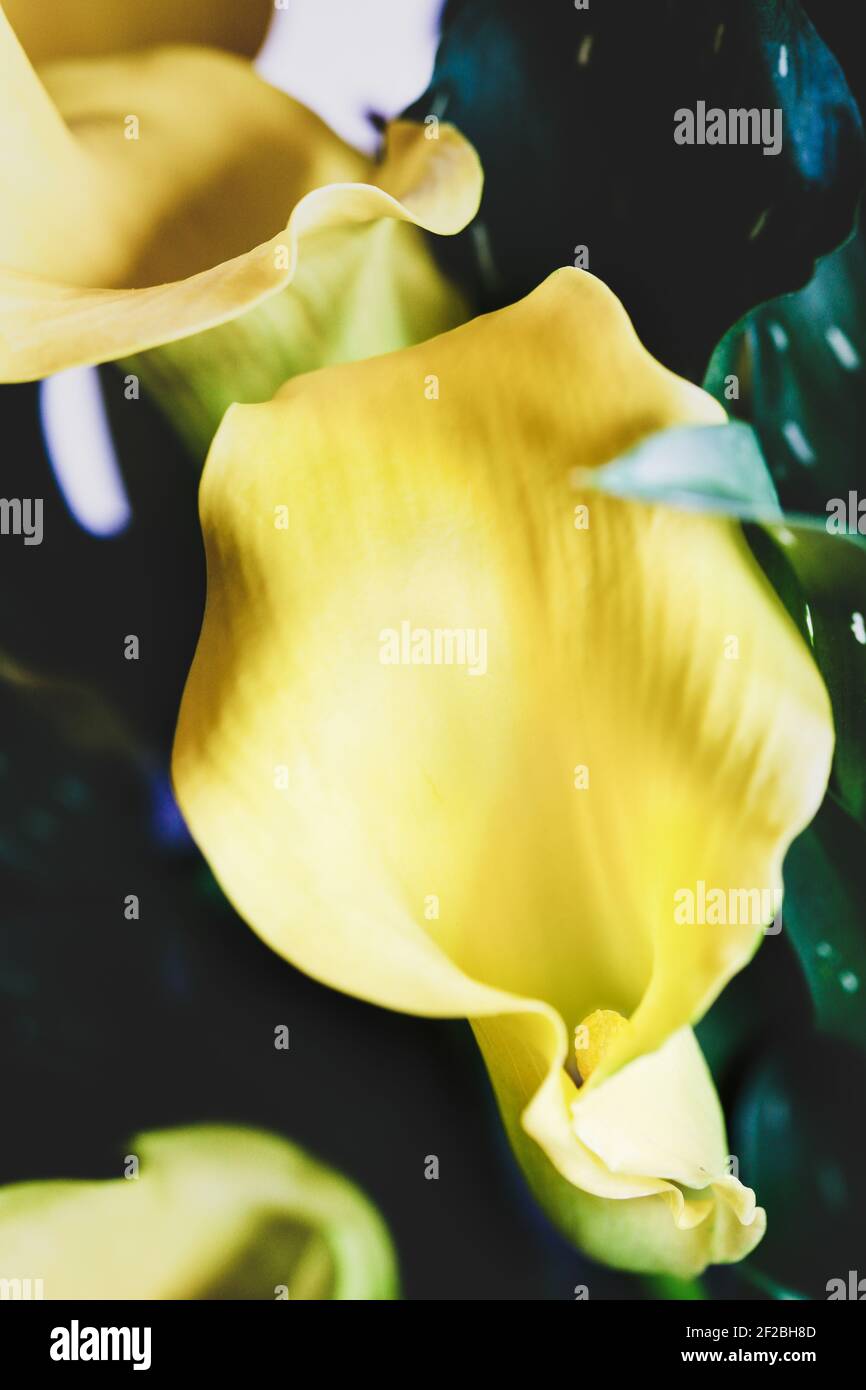 Beautiful abstract of a yellow Calla Lilies, Zantedeschia aethiopica; shot from over overhead with a blurred background. Stock Photo