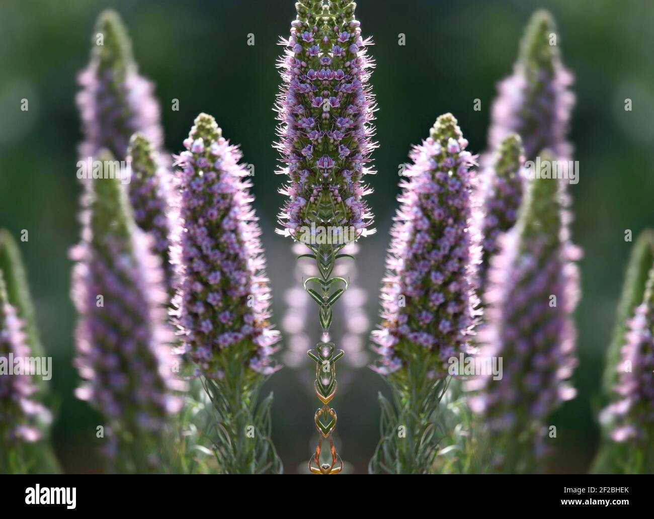 Veronica spicata (Speedwell), an ornamental flowering plant with royal