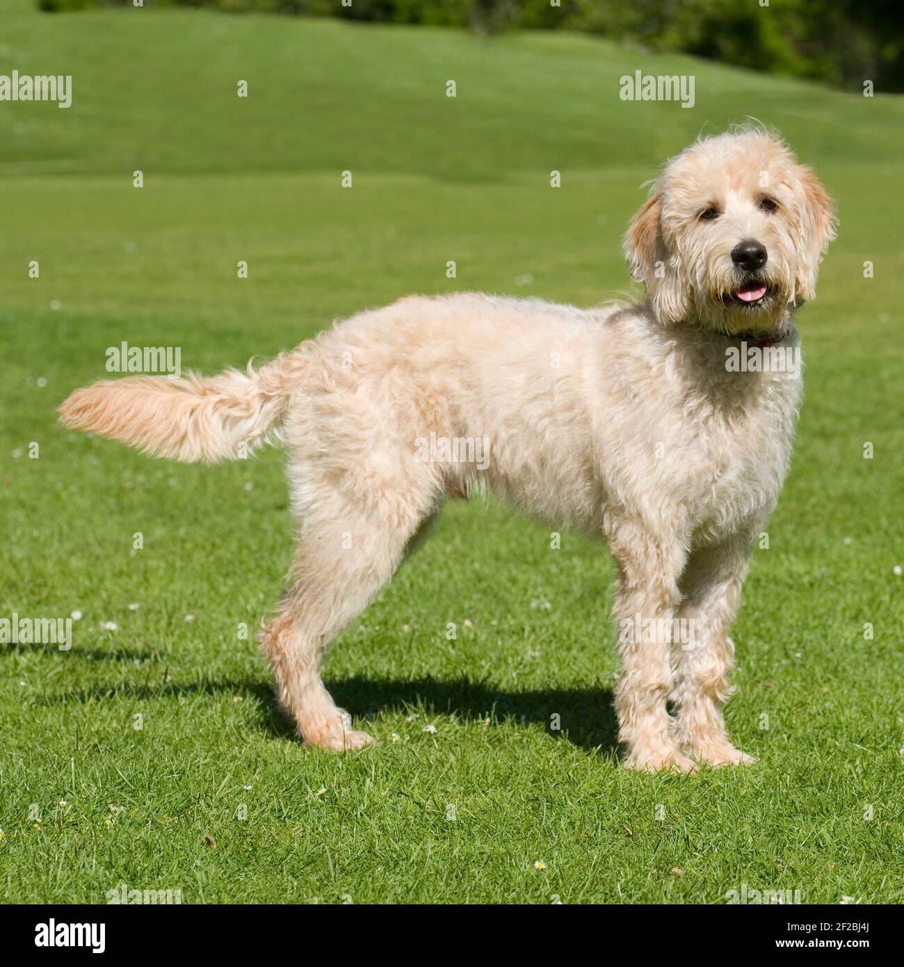 labradoodle Stock Photo