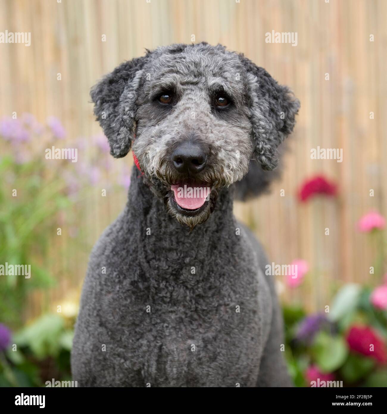 Grey labradoodle best sale