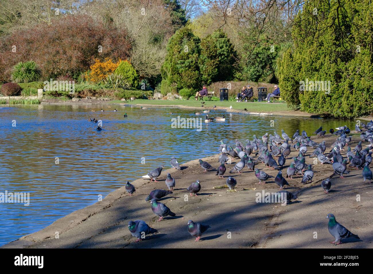 Pigeons on the ground next to the pond with ducks & geese swimming. People sitting on benches with landscaped trees & shrubs at Pinner Memorial Park. Stock Photo