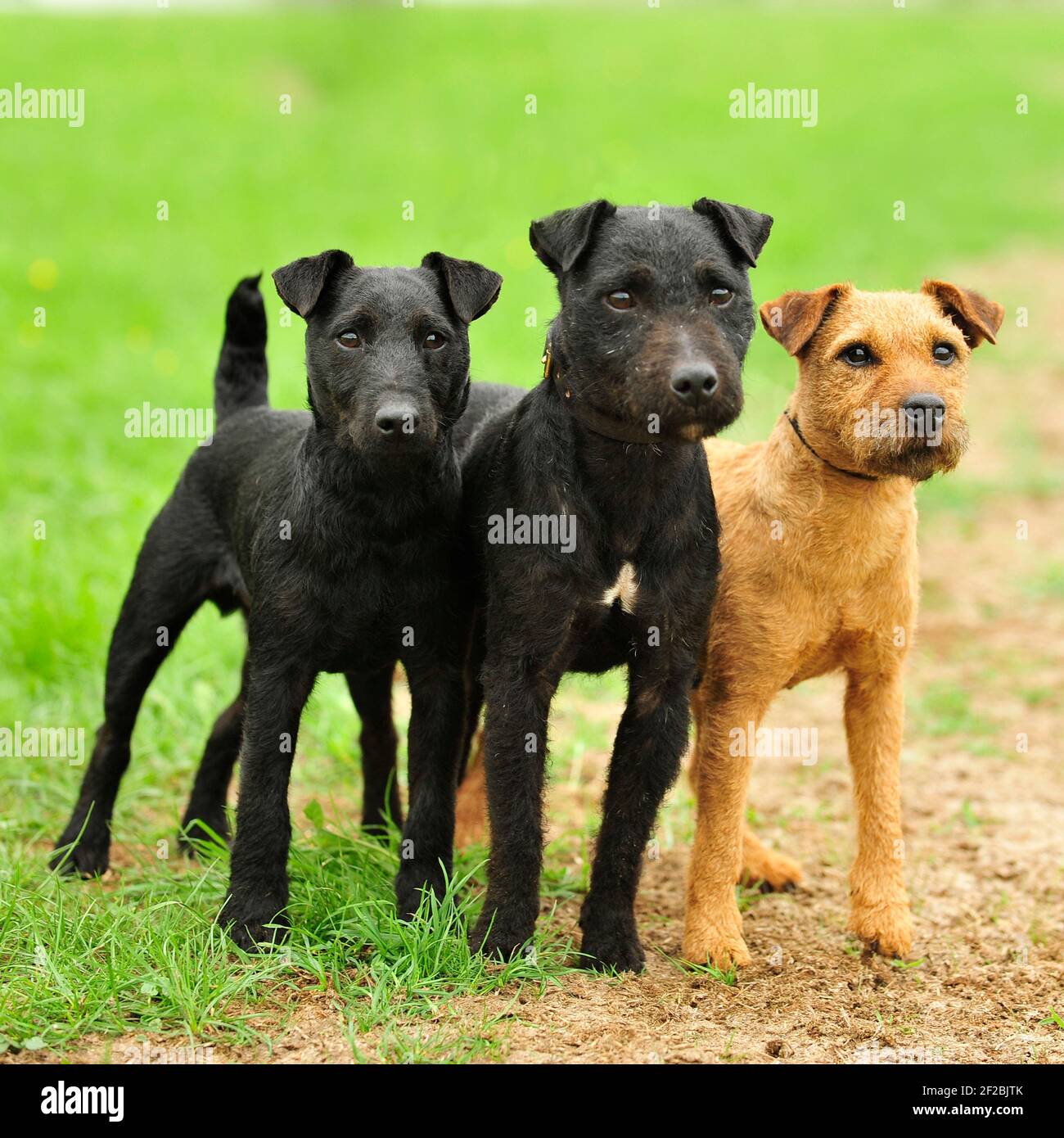 threePatterdale terrier dogs Stock Photo