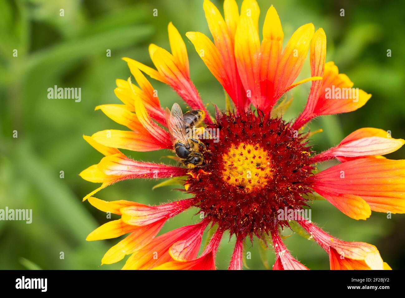 A bee feeds on nectar on an unusual flower. The petals look like a gramophone. The insect has pollen on its legs. Blurred Stock Photo