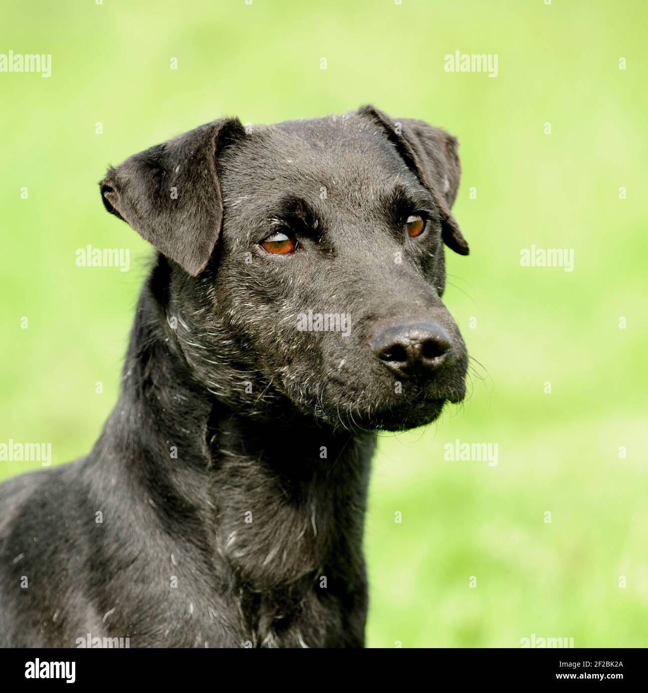 Patterdale terrier dog Stock Photo - Alamy