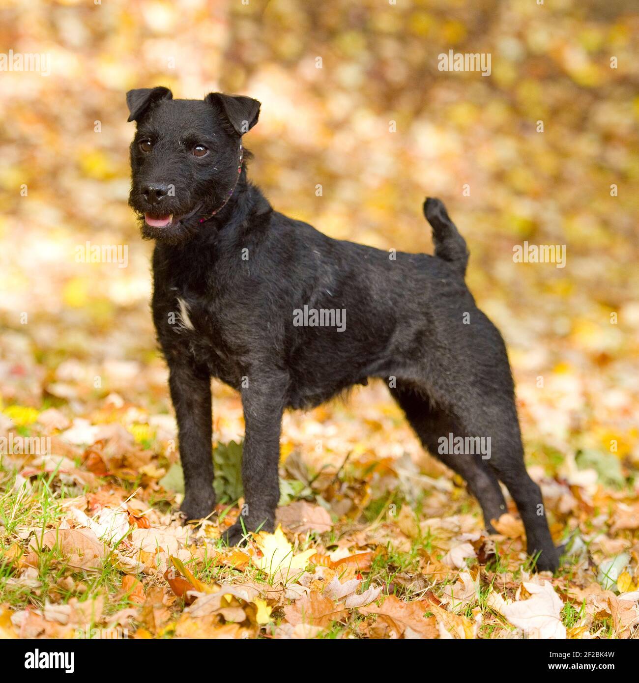 Patterdale terrier dog hires stock photography and images Alamy