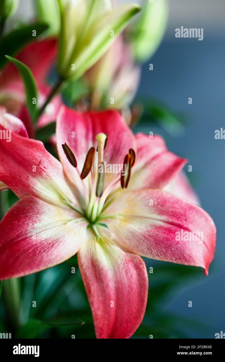 Beautiful dark pink and white Asiatic Lilies (Oriental Lily), Lilium Hybrid. Selective focus with a blurred background. Stock Photo