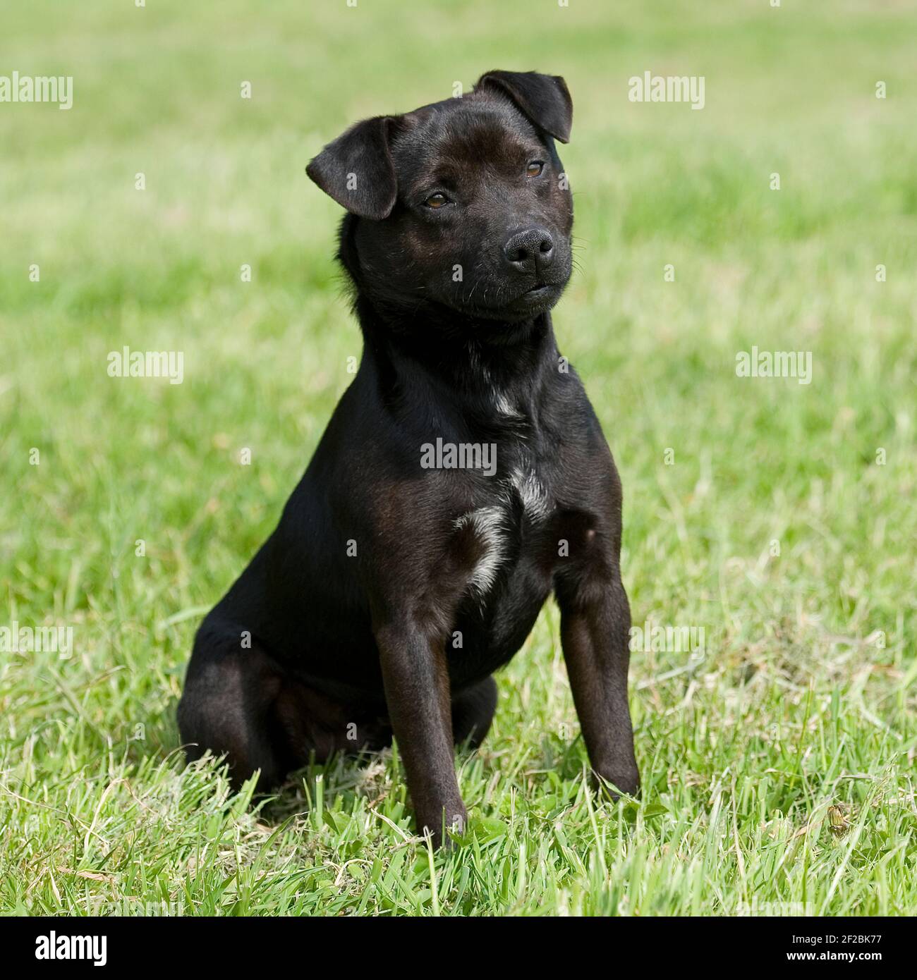 Patterdale terrier dog Stock Photo - Alamy