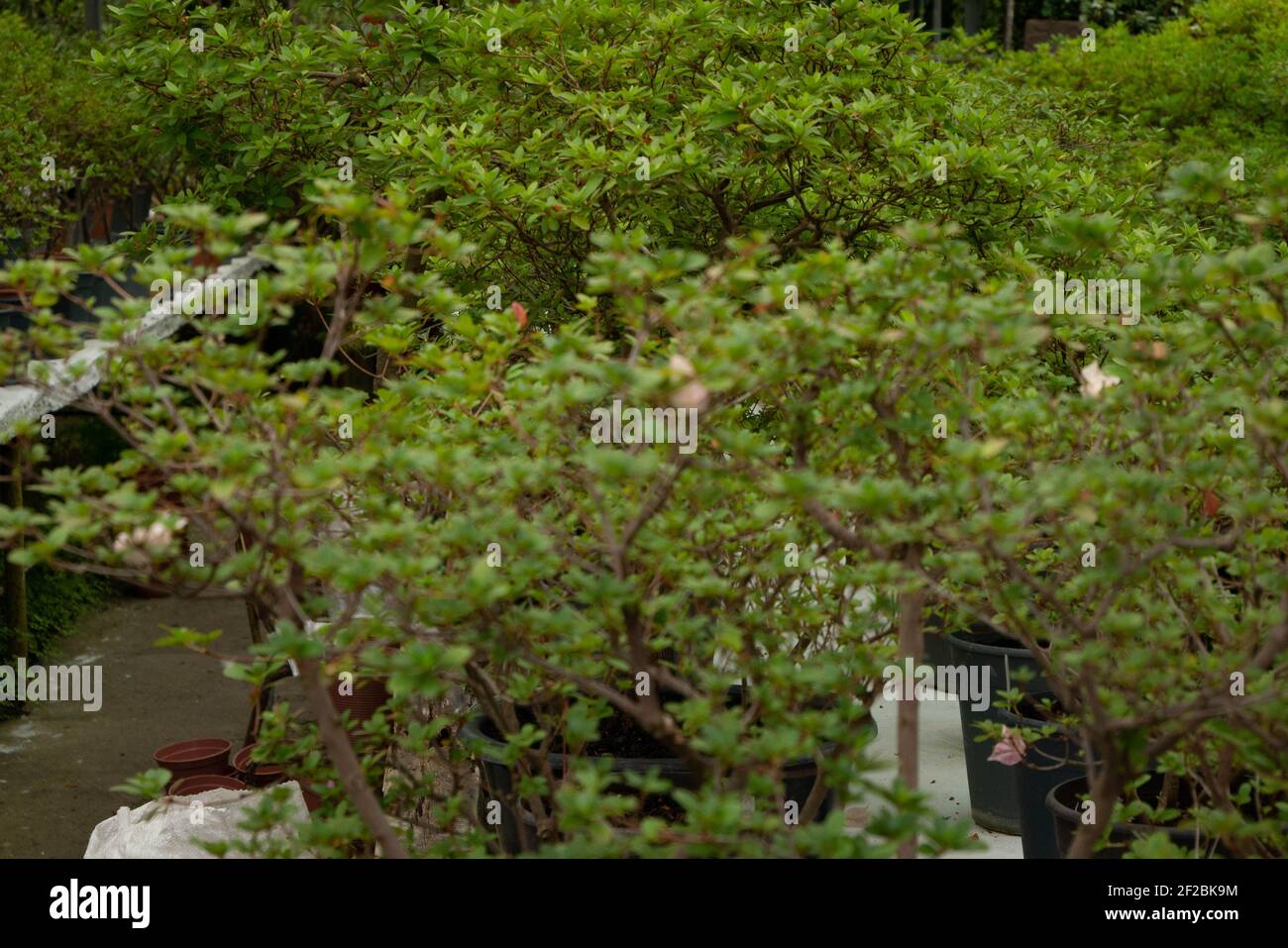 Crowns of tree plants planted in pots in a row. Blooming time. Daylight