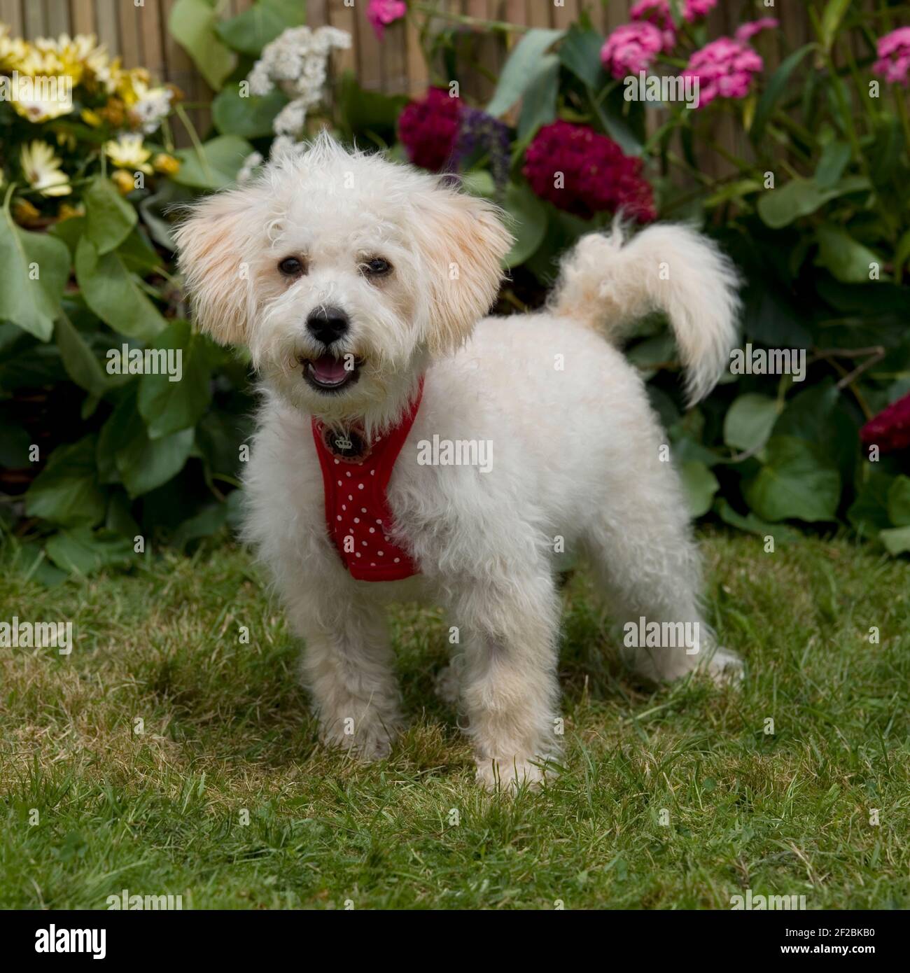 schnoodle puppy Stock Photo