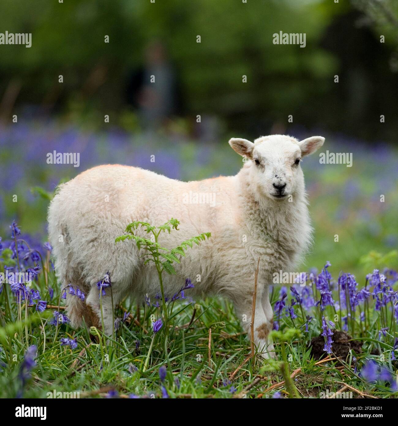 sheep lamb in bluebells Stock Photo