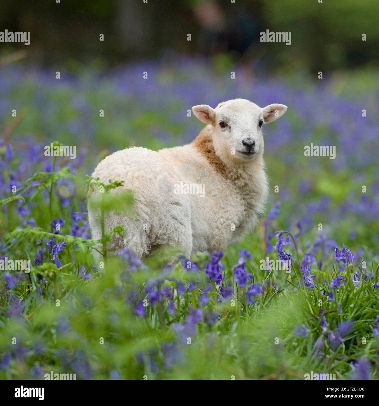 lamb in spring flowers Stock Photo