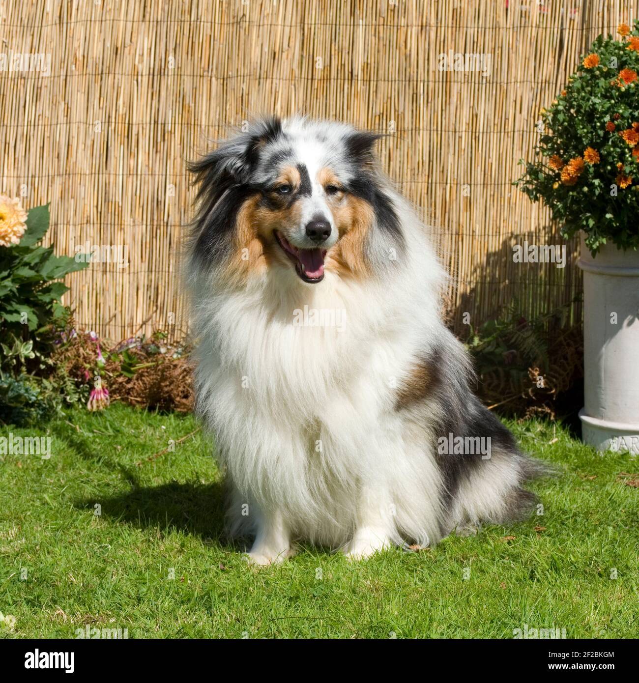 shetland sheepdog dog Stock Photo - Alamy