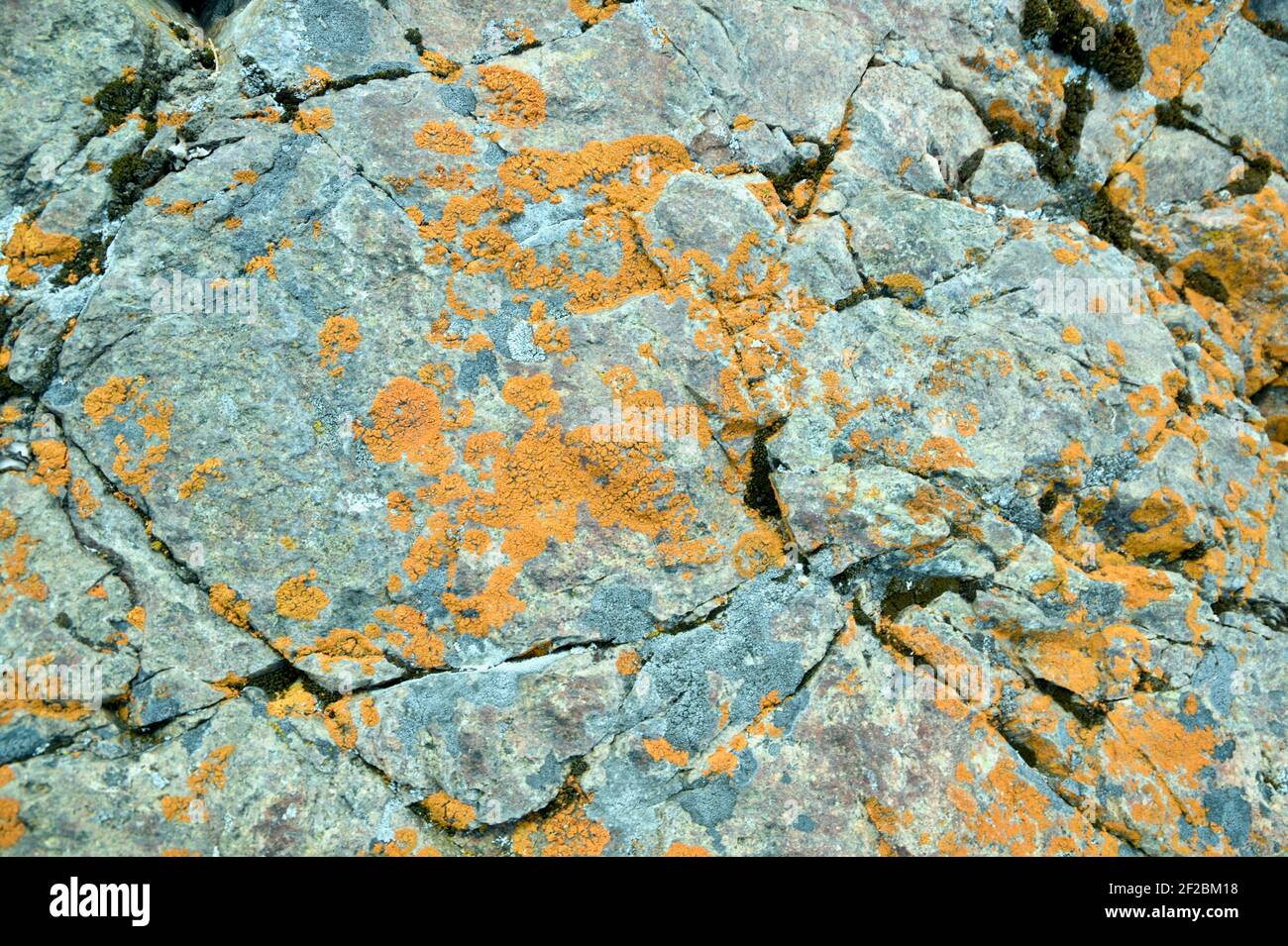 Abstract Background of Colorful Orange and Gold Moss on Granite Rocks. Stock Photo