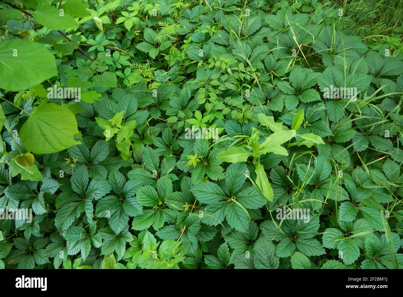 Sunlight plant photosynthesis hi-res stock photography and images - Alamy