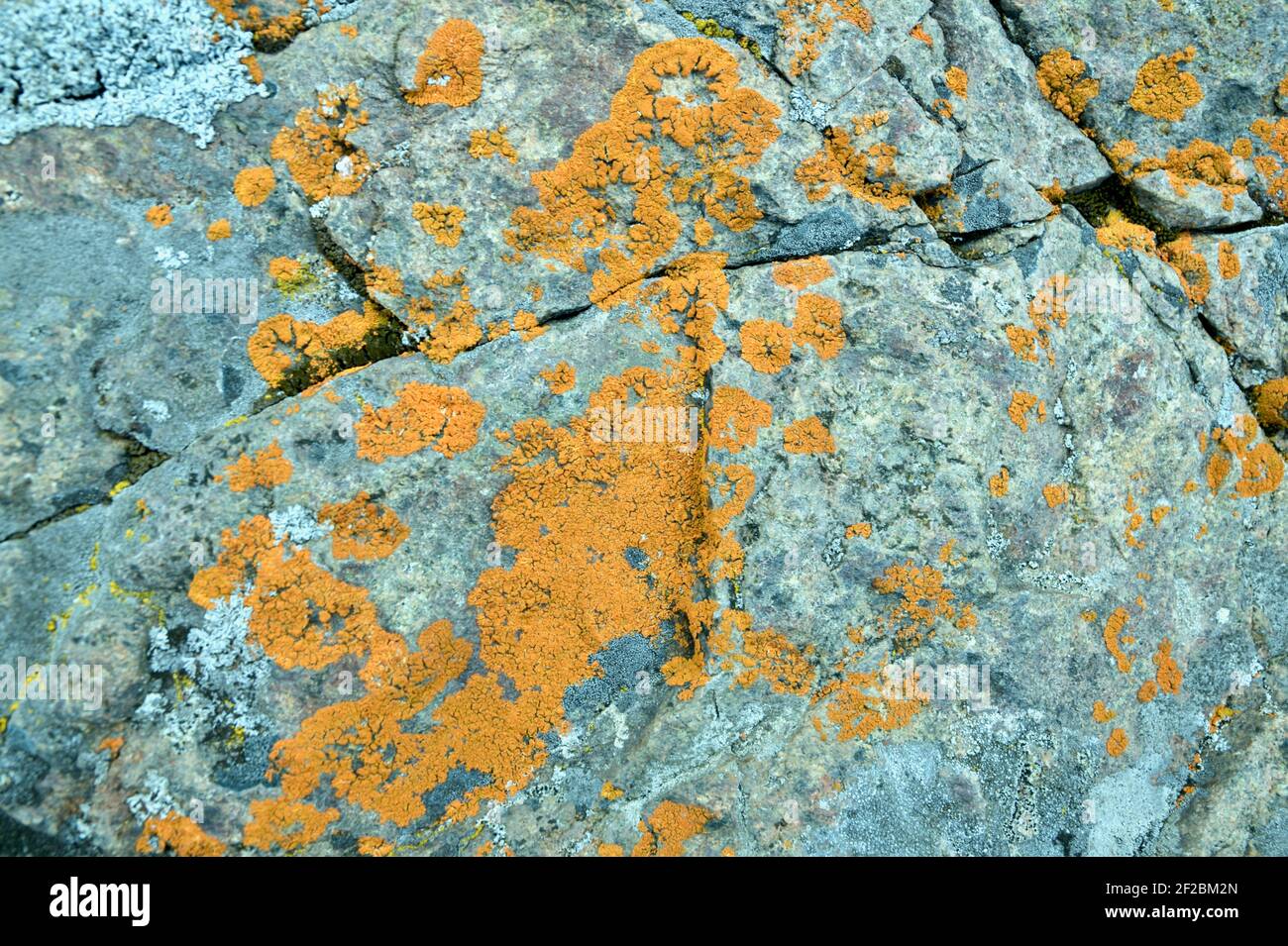 Abstract Background of Colorful Orange and Gold Moss on Granite Rocks. Stock Photo