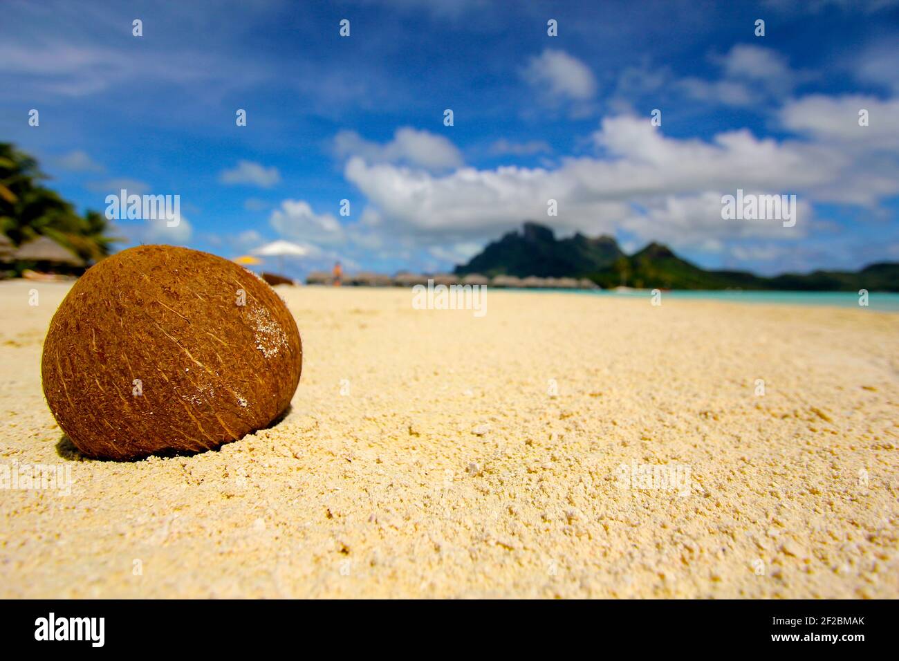 Coconut lies on the beach in Bora Bora, French Polynesia Stock Photo