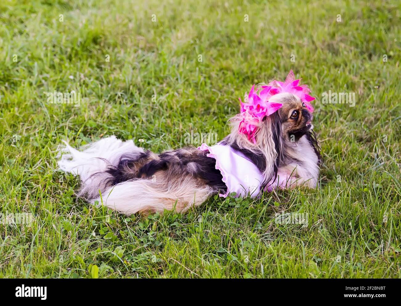 Funny pekingese cheap