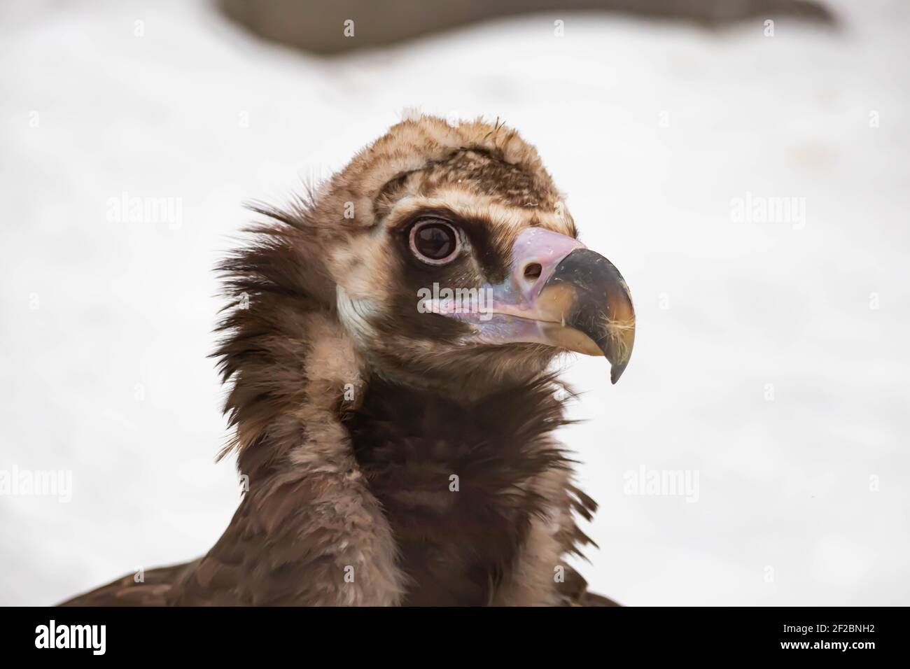 Vultures Circling Their Prey