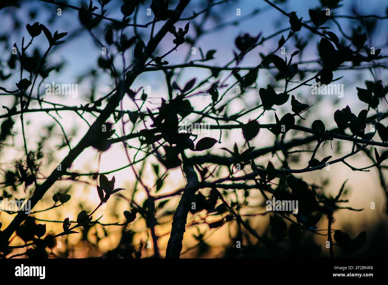 Tree branches on evening sky background in spring garden Stock Photo ...