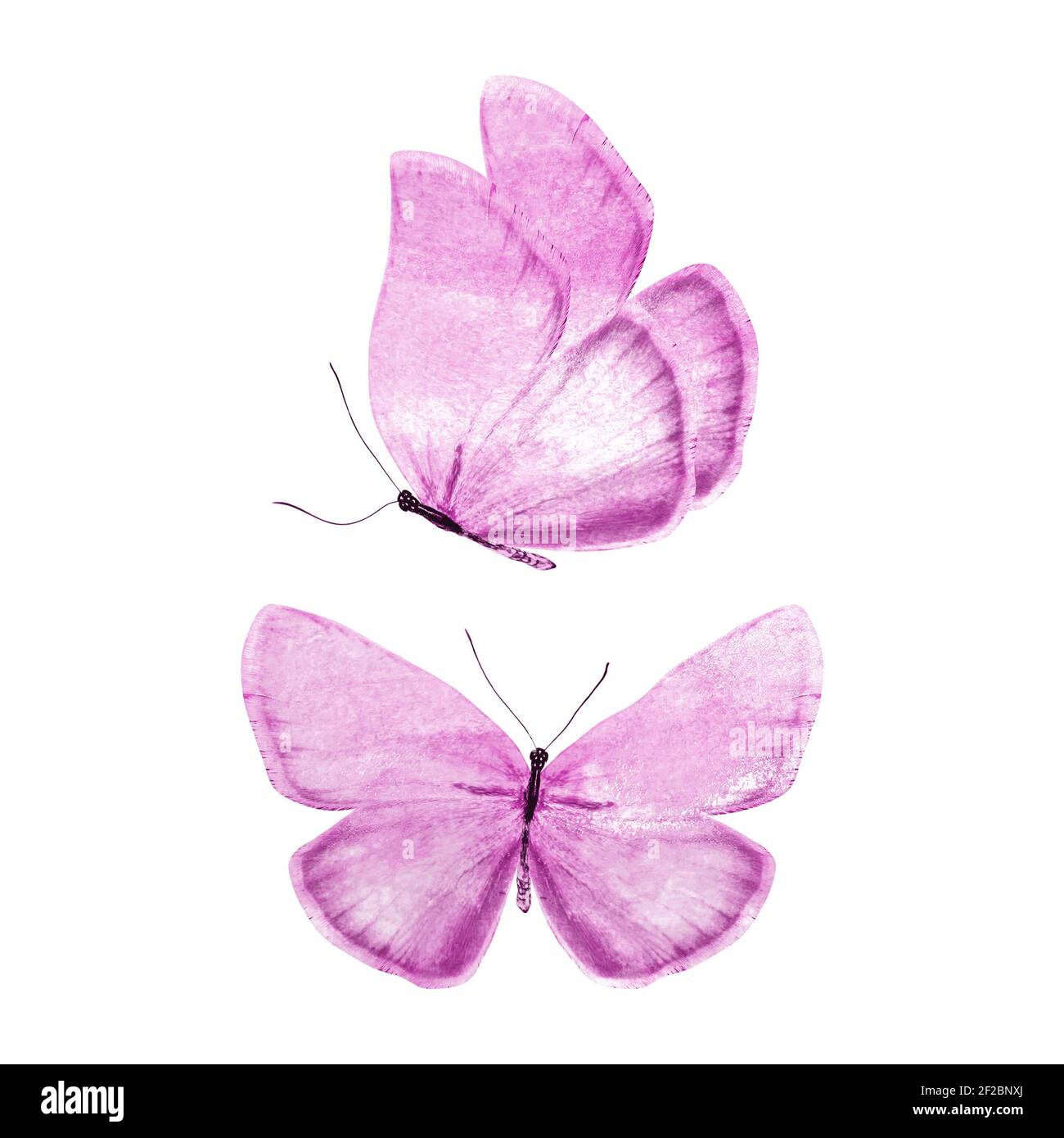 set of purple butterflies isolated on a white background. High quality  photo Stock Photo - Alamy