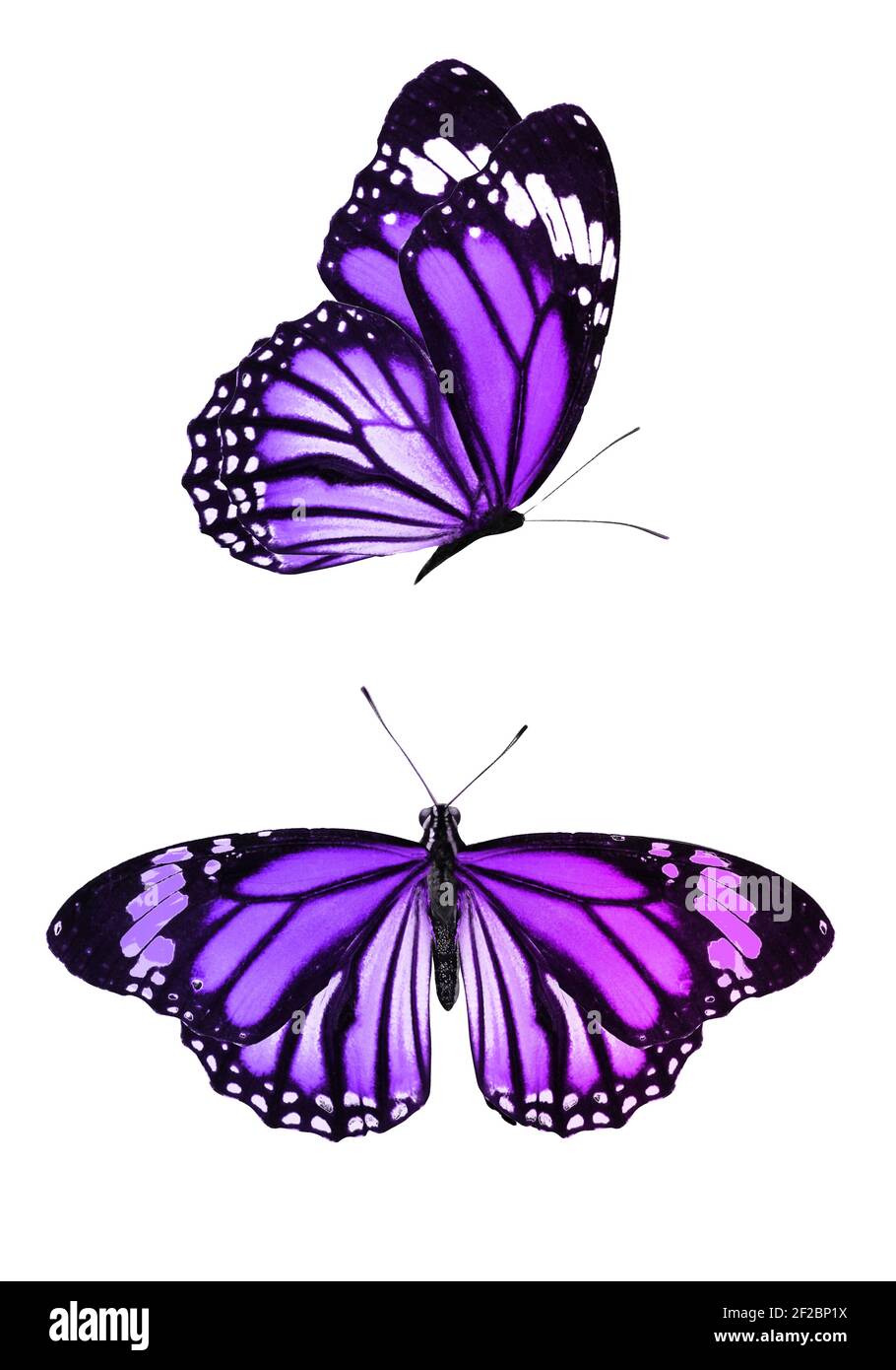 purple fake butterfly isolated on white Stock Photo - Alamy
