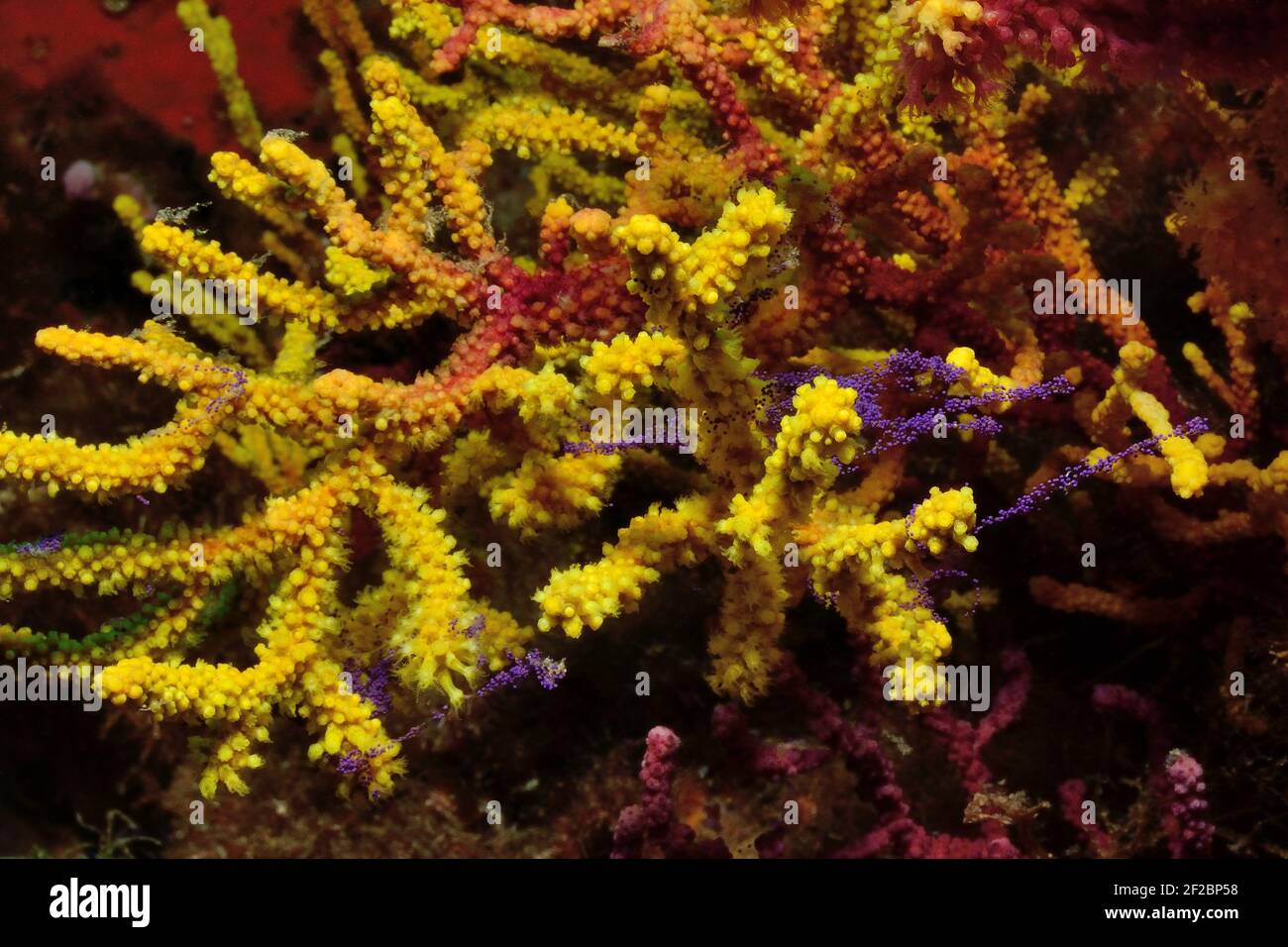 Paramuricea clavata, violescent sea-whip spawning, Farbwechselnde Gorgonie beim Ablaichen, Tamariu, Costa Brava, Spain, Mediterranean Sea Stock Photo