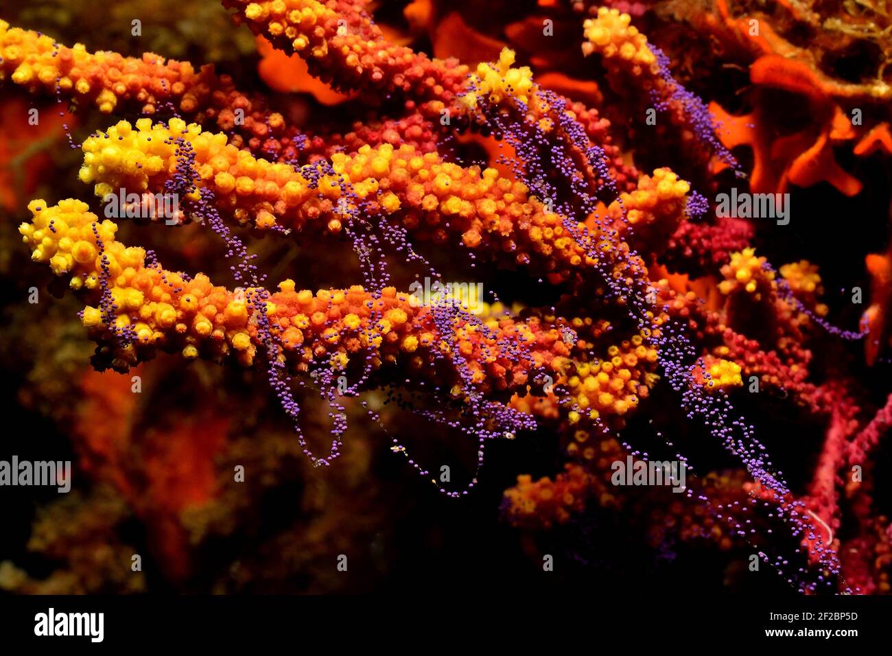 Paramuricea clavata, violescent sea-whip spawning, Farbwechselnde Gorgonie beim Ablaichen, Tamariu, Costa Brava, Spain, Mediterranean Sea Stock Photo