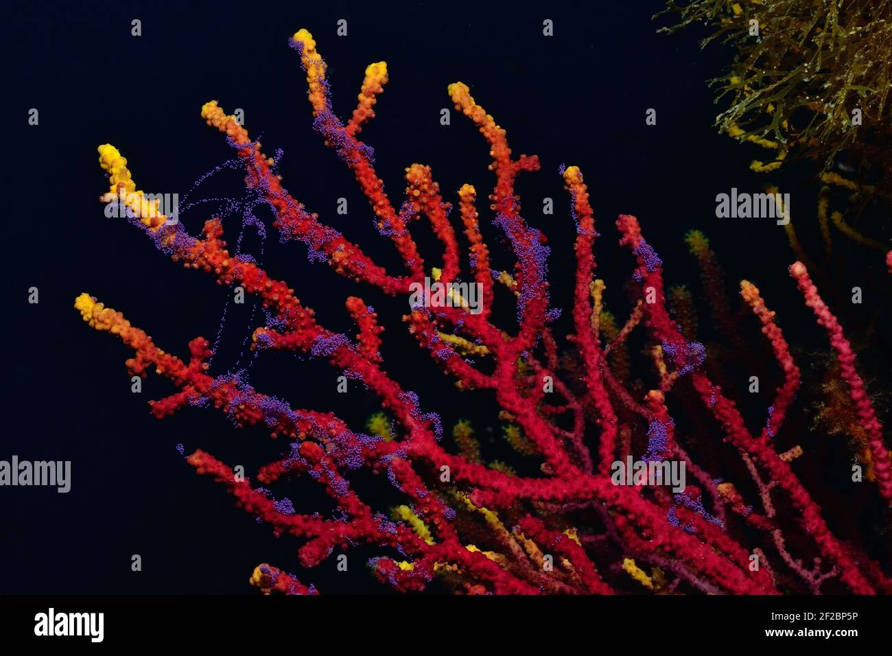 Paramuricea clavata, violescent sea-whip spawning, Farbwechselnde ...