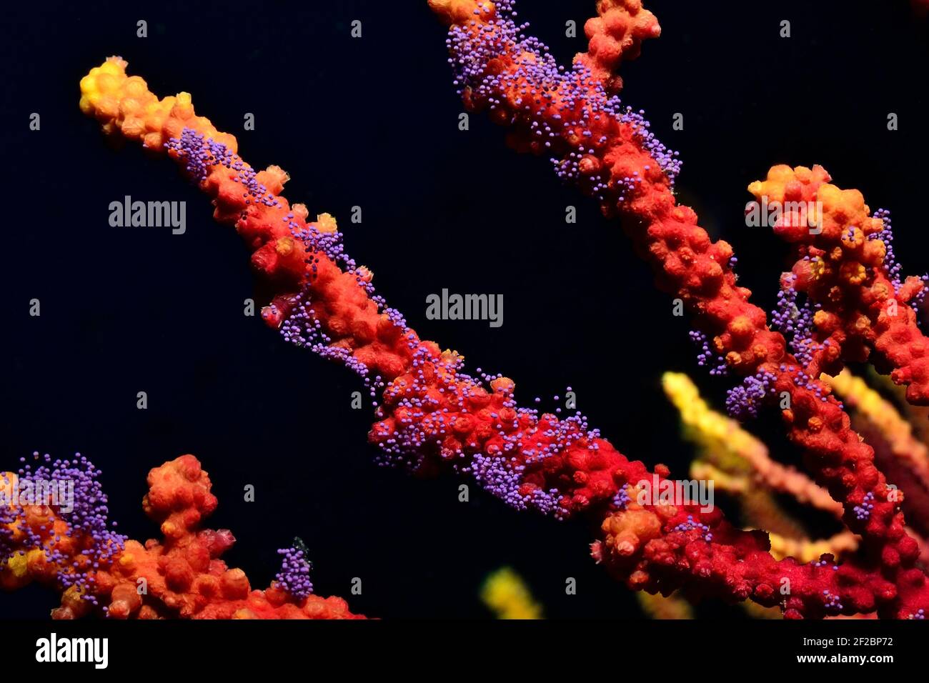Paramuricea clavata, violescent sea-whip spawning, Farbwechselnde Gorgonie beim Ablaichen, Tamariu, Costa Brava, Spain, Mediterranean Sea Stock Photo
