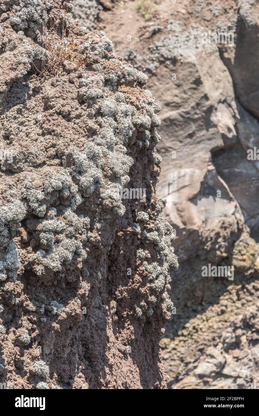 The Stereocaulon vesuvianum Pers. or Lichen of the Vesuvius is a lichen who lives only in the Somma–Vesuvius volcanic complex Stock Photo