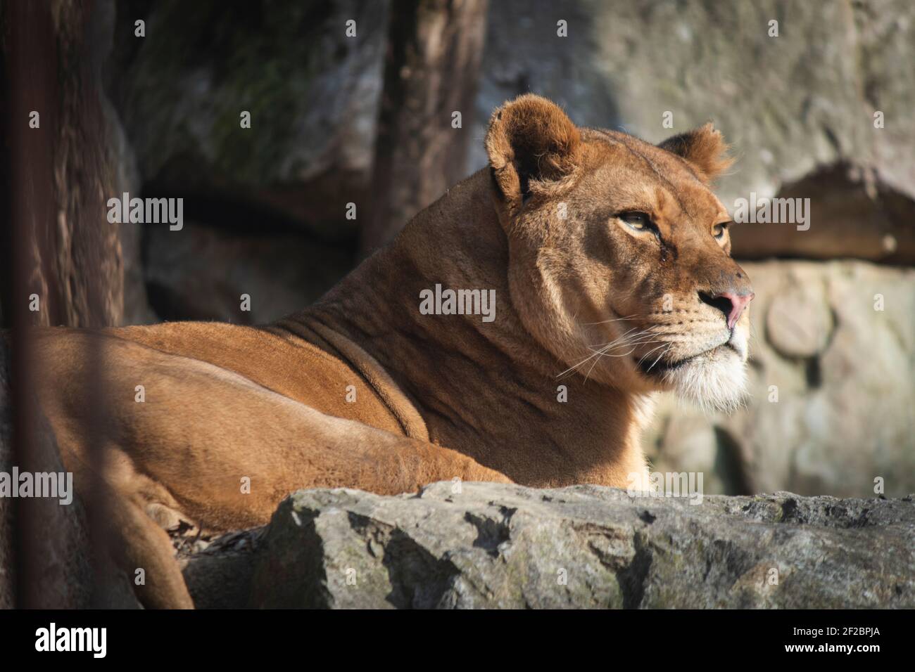 A lioness, the queen of the forest, photo taken in Cornelle zoo near Bergamo, Italy. Stock Photo