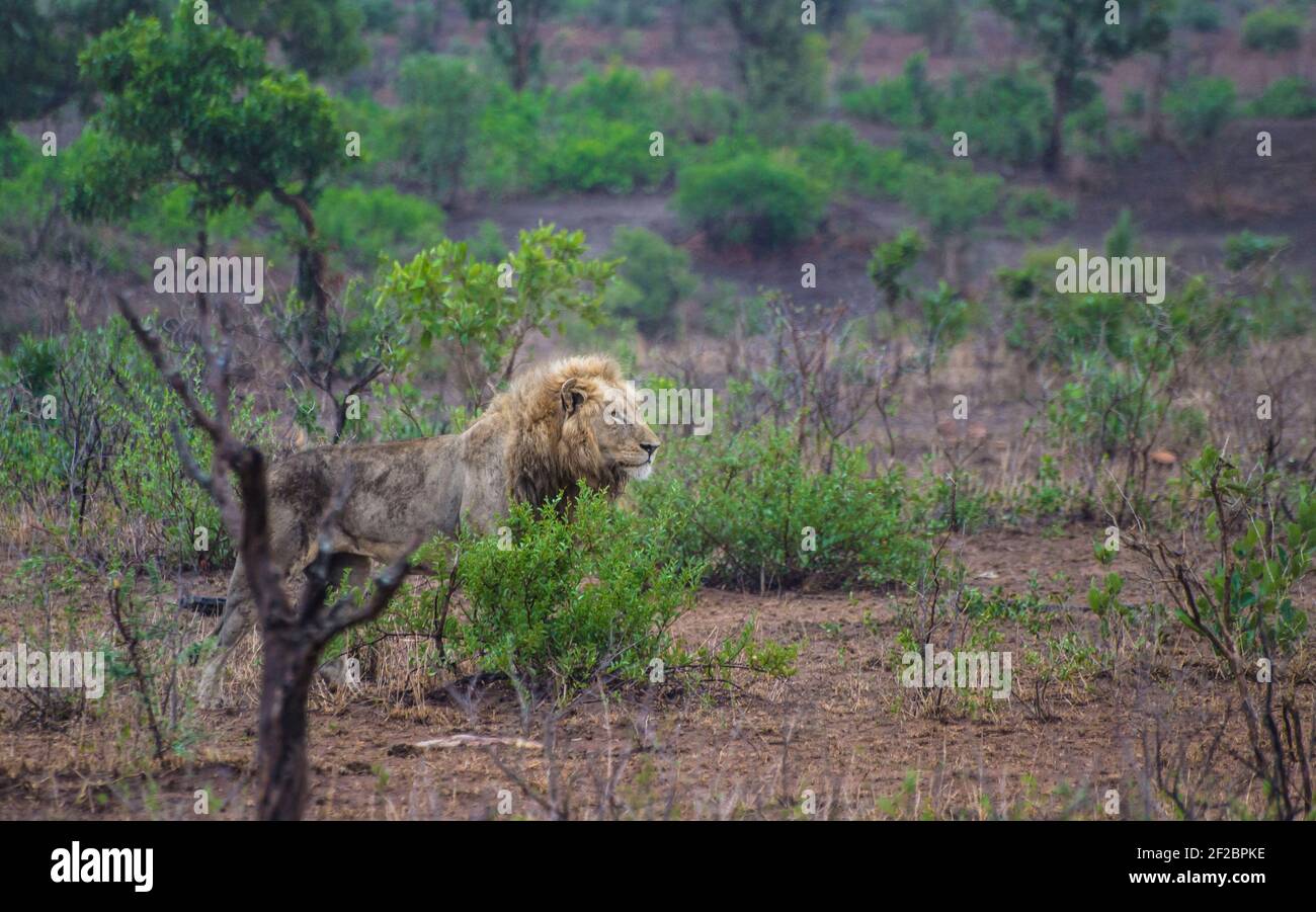 Male lion in the bush of Kruger National Park, South Africa. February 2016. Stock Photo