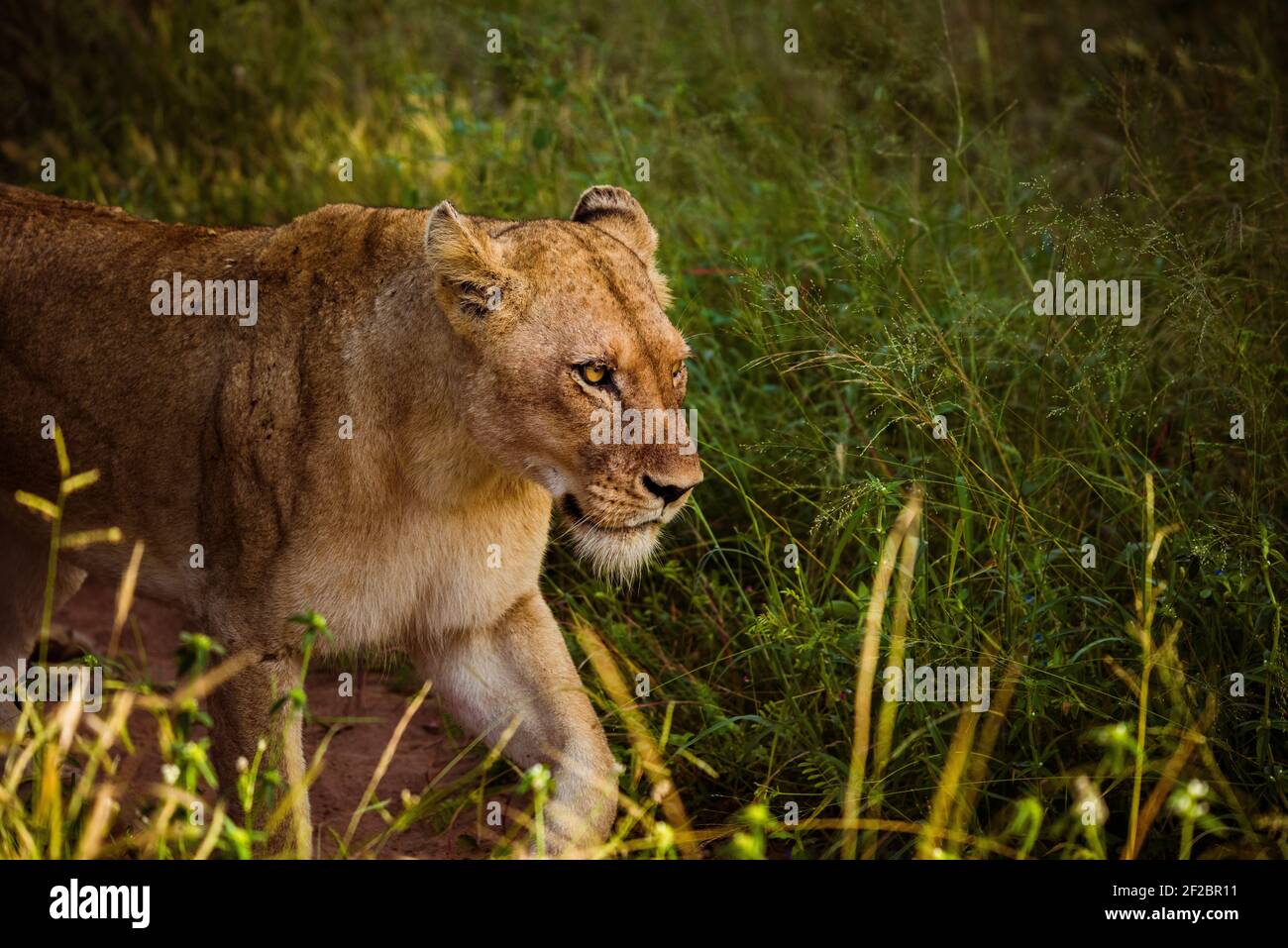 A lone lioness in Kapama game reserve, South Africa. February 2021. Stock Photo
