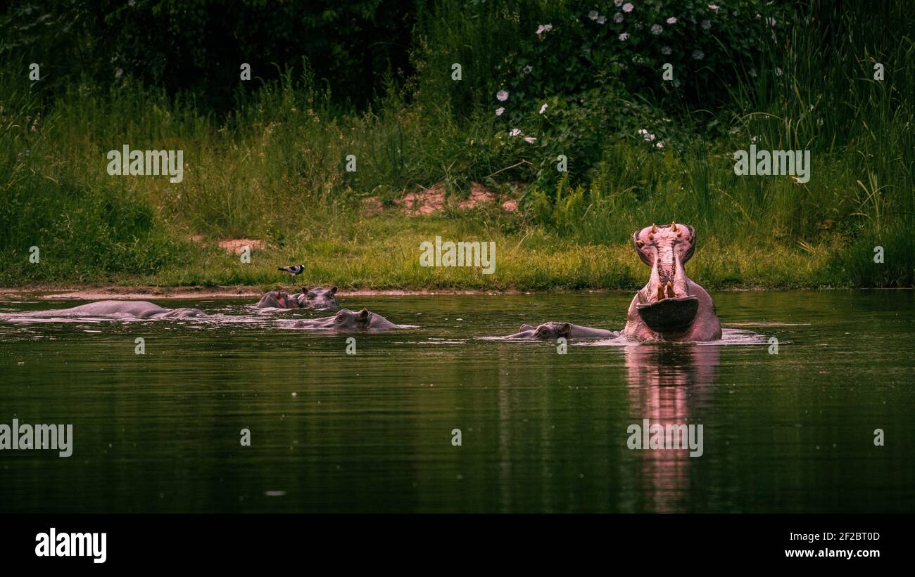 Hippos in a dam at Kruger Park Lodge, South Africa. December 2021 Stock Photo