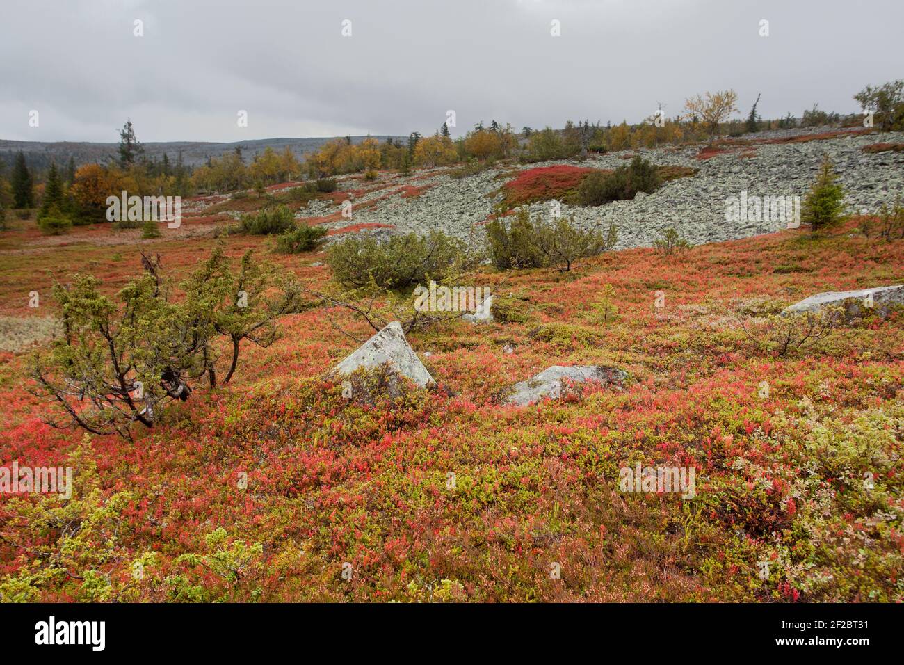 Pallas yllas national park hi-res stock photography and images - Alamy