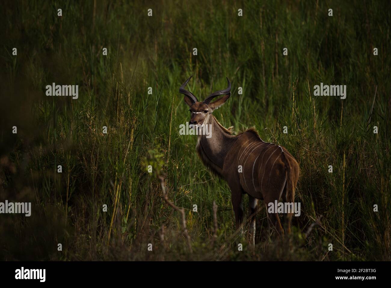 Young mal greater kudu in a river bed of Kruger National Park, South Africa.  December 2020 Stock Photo - Alamy